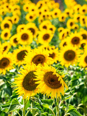Field of sunflowers