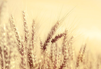 Wheat field