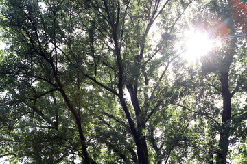 Arboles al sol