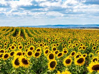 Field of sunflowers on a summer day