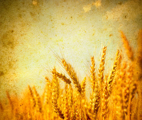   Ears of wheat