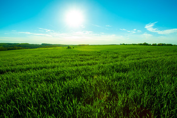 Green meadow under blue sky with clouds
