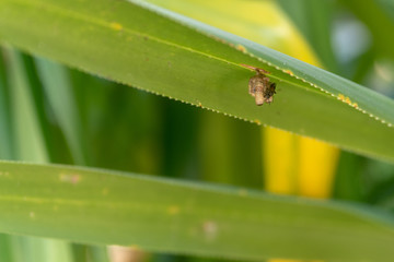 Fototapeta premium Vespeiro e sua moradora