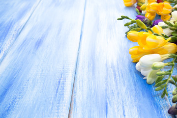 Spring background. Beautiful spring freesia flowers on a blue wooden background. Colors are white, red and blue. Place for text, close-up.