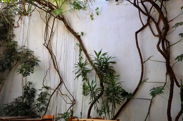 Plants Growing on the Wall In Oaxaca