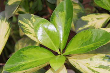 Plant with glossy large dense green leaves
