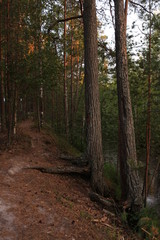 Obraz premium footpath in the evening forest