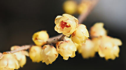 Macro of the flower of Chimonanthus, wintersweet, genus of flowering plants in the family Calycanthacea