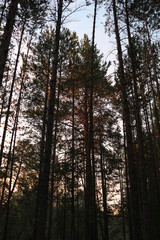 evening in coniferous forest