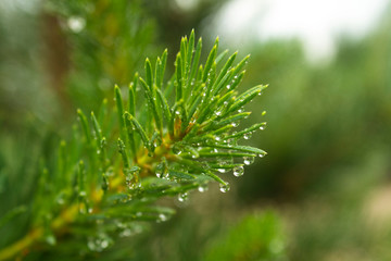 wet pine branch after the rain