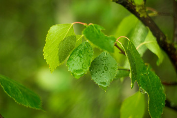 green leaf with drops of water after rain closeup