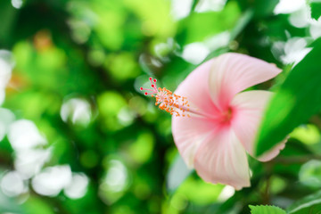 Flowers carpel nature soft focus closeup blur background pollen, Hibiscus pink and white flower.