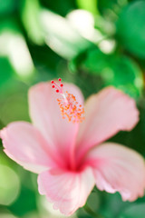 Flowers carpel nature soft focus closeup blur background pollen, Hibiscus pink and white flower.