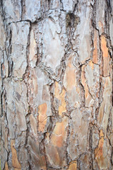 Tree bark surface