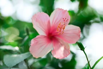 Obraz premium Flowers carpel nature soft focus closeup blur background pollen, Hibiscus pink and white flower.