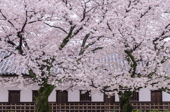 舞鶴公園桜の風景