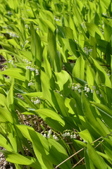 Green lily of the valley 