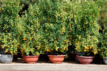 Fototapeta na wymiar Kumquat selling in Vietnam in Tet holiday