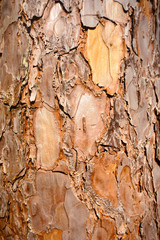 Tree bark surface