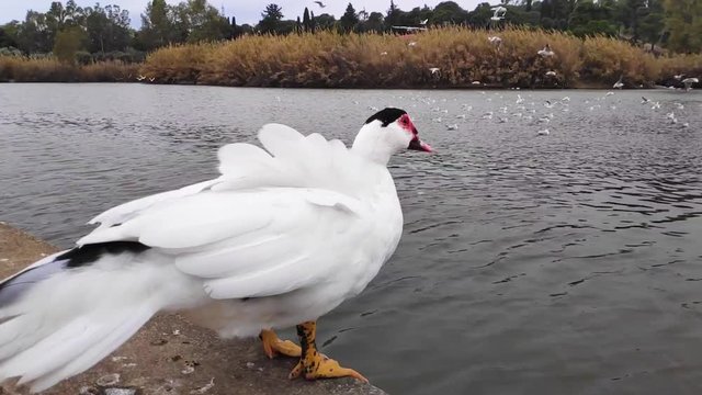 Domestic Muscovy duck is watching the seagulls in Tritsi park Athens Greece. Slow motion.
