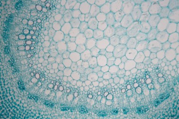 Stem of a death needle (Lamium) under a microscope.
