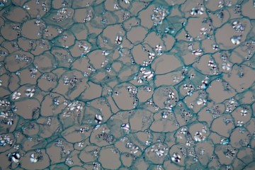 Potato cells with starch corns under the microscope