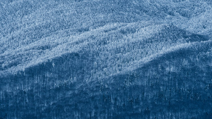 Obraz premium Winter in the Carpathians. A snow-capped mountain forest