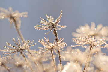 Snowy hogweed flower closeup in sunny winter day.