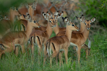 Impala herd