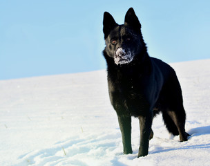 Robust dog standing in the snow 