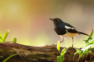 Charming bird in black and white color ,closeup.  Oriental Magpie Robin  male bird perching on log with natural morning sunlight in background.