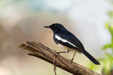 Charming bird in black and white color ,closeup.  Oriental Magpie Robin  male bird perching on broken branch with natural blurred background.