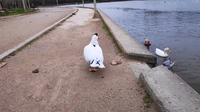 Domestic Muscovy duck walking in Tritsi park Athens Greece. Slow motion.