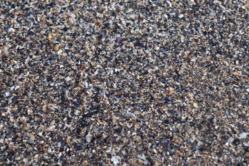 Seashells on the beach