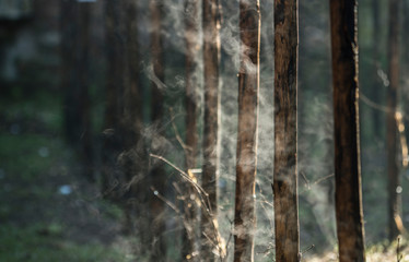 Water evaporation from bamboo stems in morning sun.