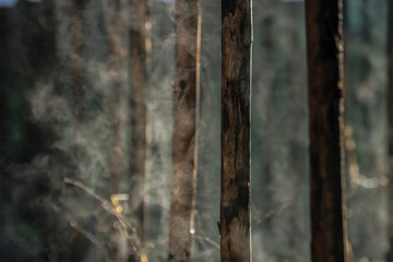 Water evaporation from bamboo stems in morning sun.