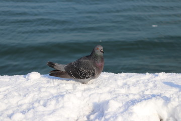  Dove on the pier 2