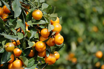 Yellow kumquat on tree