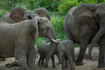 Elephant herd at a drinking hole