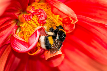 Red blossom with bumblebee
