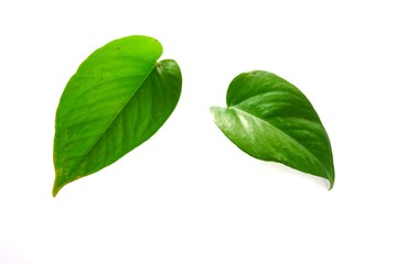 Fototapeta na wymiar Green leaves on white background. - Image