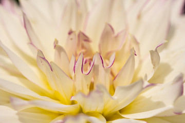 Fototapeta premium Blossom