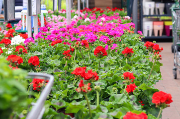 Assortment of colorful red, purple and white pelargonium flowers in pots in garden shop. Spring season sale. Selective focus.