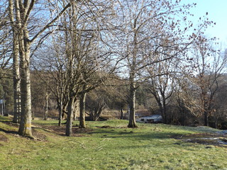 Obraz premium trees in park