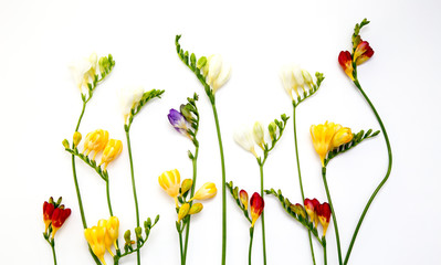 Spring background. Beautiful spring freesia flowers on a white background. Place for text, close-up. Romantic background for spring holidays.