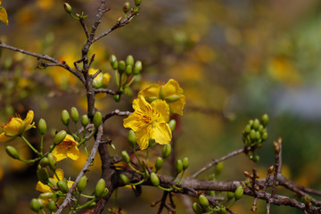 Hoa Mai tree (Ochna Integerrima) flower, traditional lunar new year in Vietnam