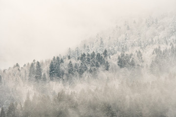 Fototapeta na wymiar Winter in the Carpathians. A snow-capped mountain forest