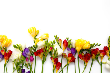 Spring background. Beautiful spring freesia flowers on a white background. Place for text, close-up. Romantic background for spring holidays.