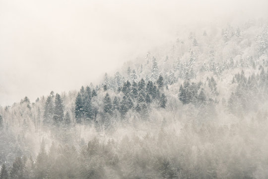 Winter in the Carpathians. A snow-capped mountain forest © Szymon Bartosz