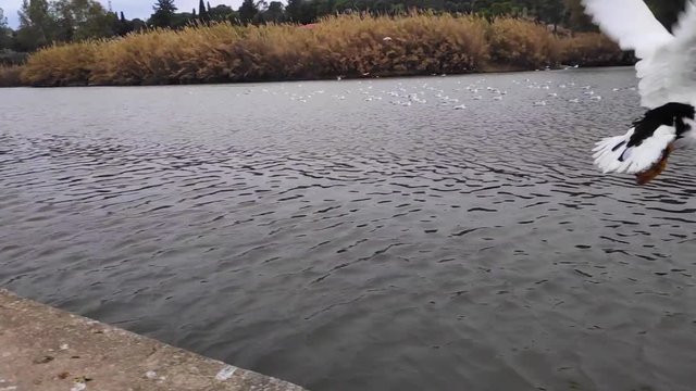 Domestic Muscovy duck jump and fly away into the lake in Tritsi park Athens Greece. Slow motion.